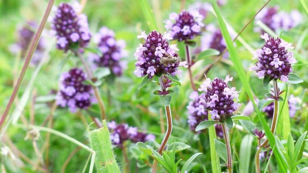 ramuan thyme untuk pembesaran penis