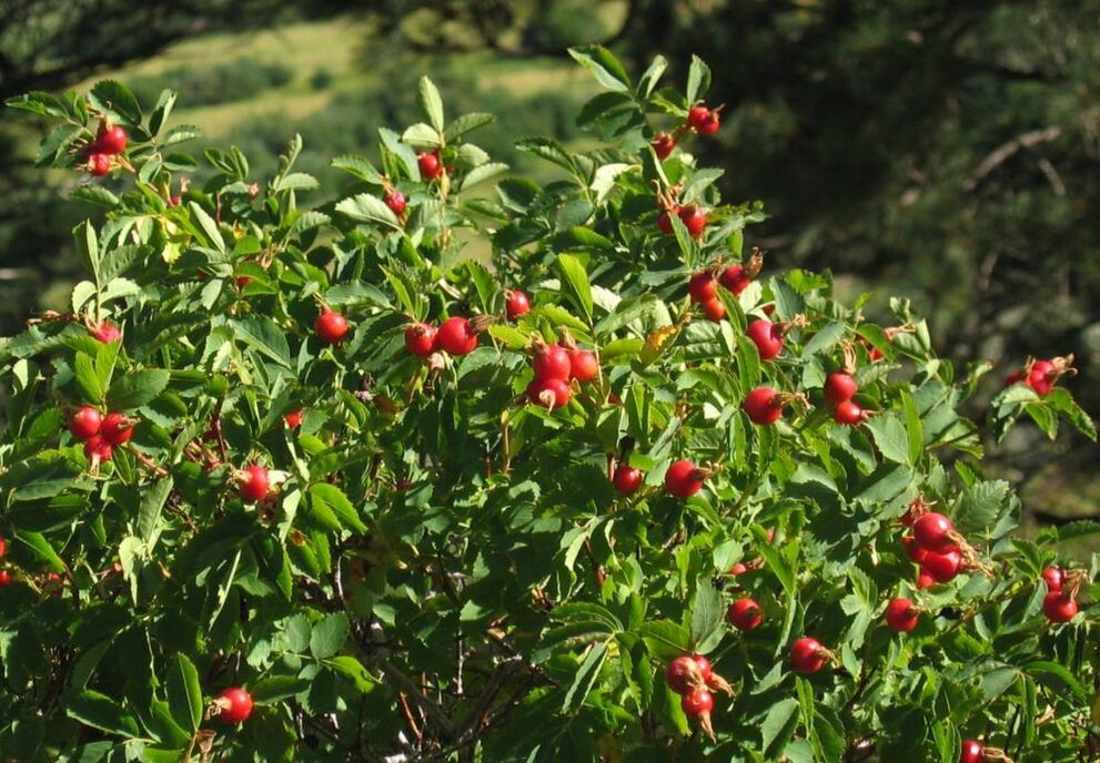 rosehip untuk pembesaran penis