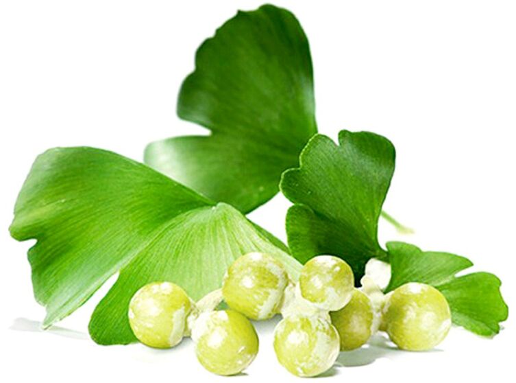 Daun ginkgo biloba meningkatkan sirkulasi darah pada jaringan penis