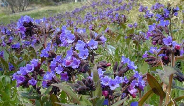 Lungwort untuk menyiapkan infus yang meningkatkan pembesaran penis